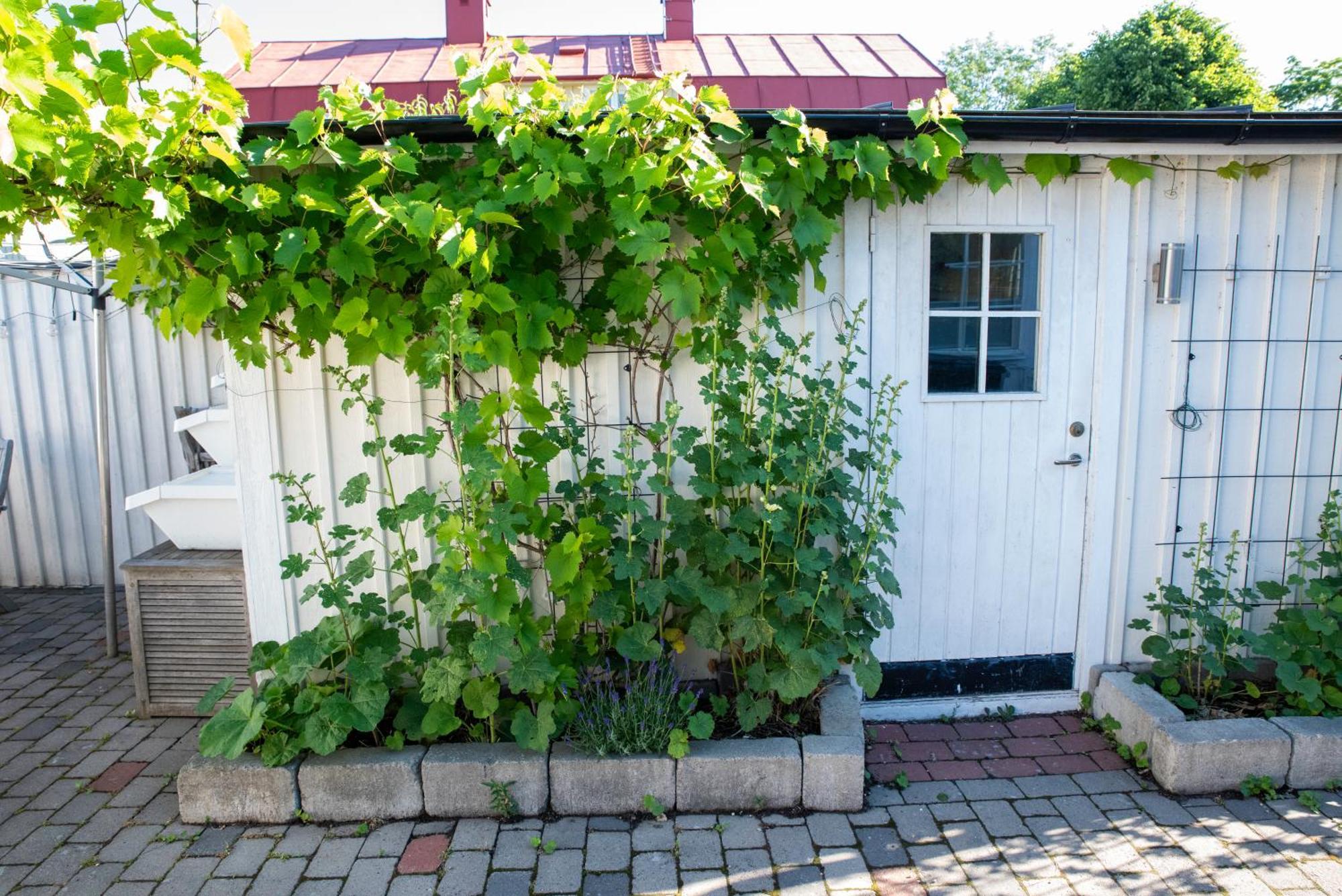 Guest House Tullgatan 24 Borgholm Exterior foto